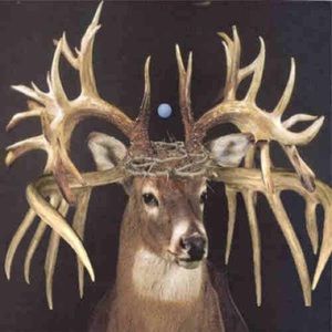 Meet your Posher, Ashton